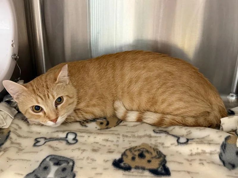 A baby small-sized male Domestic Short Hair cat named Winky for adoption in Cape Coral, FL