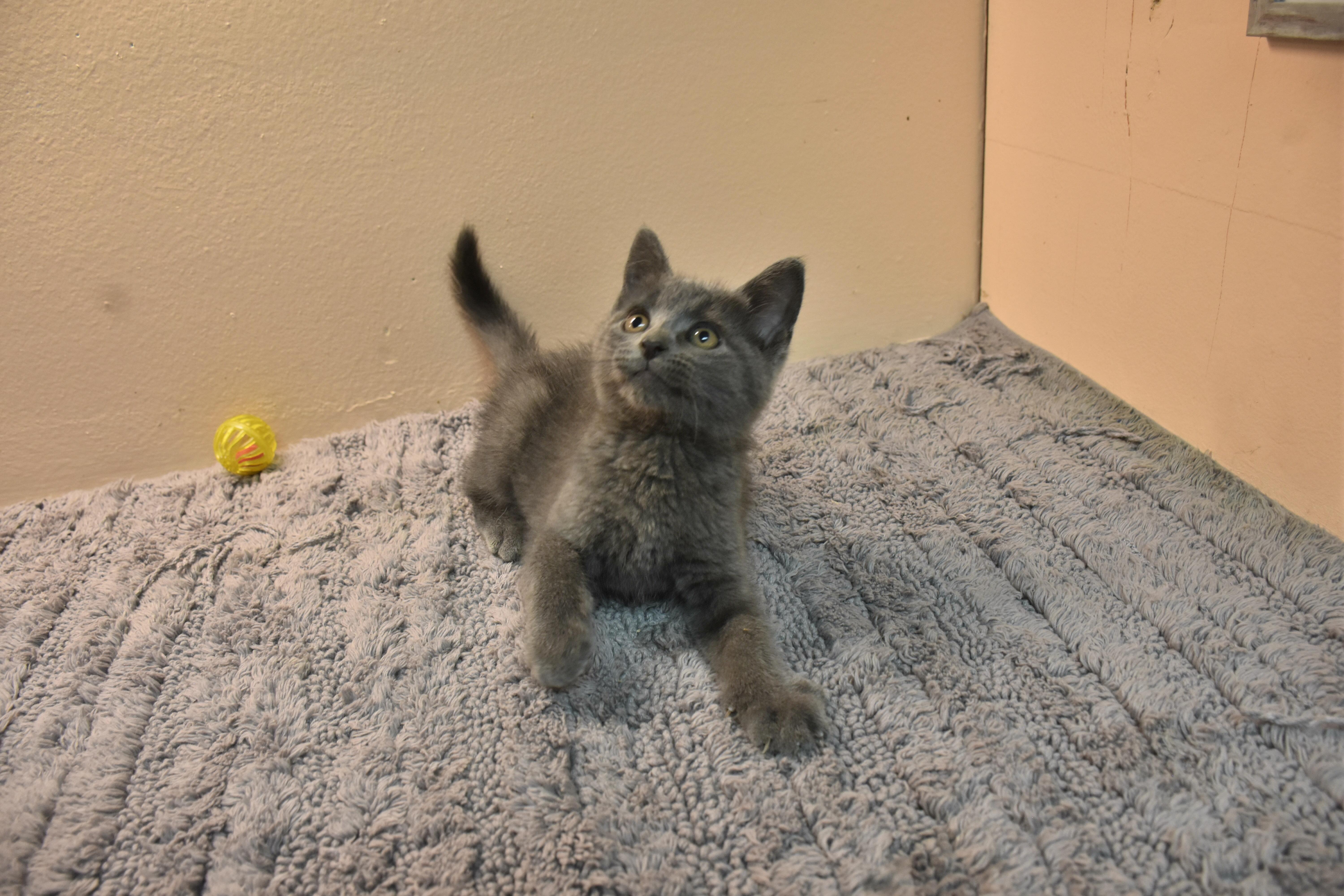 A baby small-sized male Domestic Short Hair cat named Cosmo for adoption in North Judson, IN