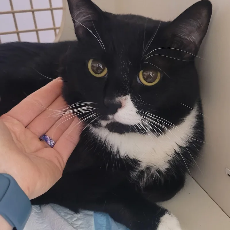 An adult medium-sized male Black & White / Tuxedo Domestic Short Hair cat named Opet! Sweet Tuxedo Boy! for adoption in Meriden, CT