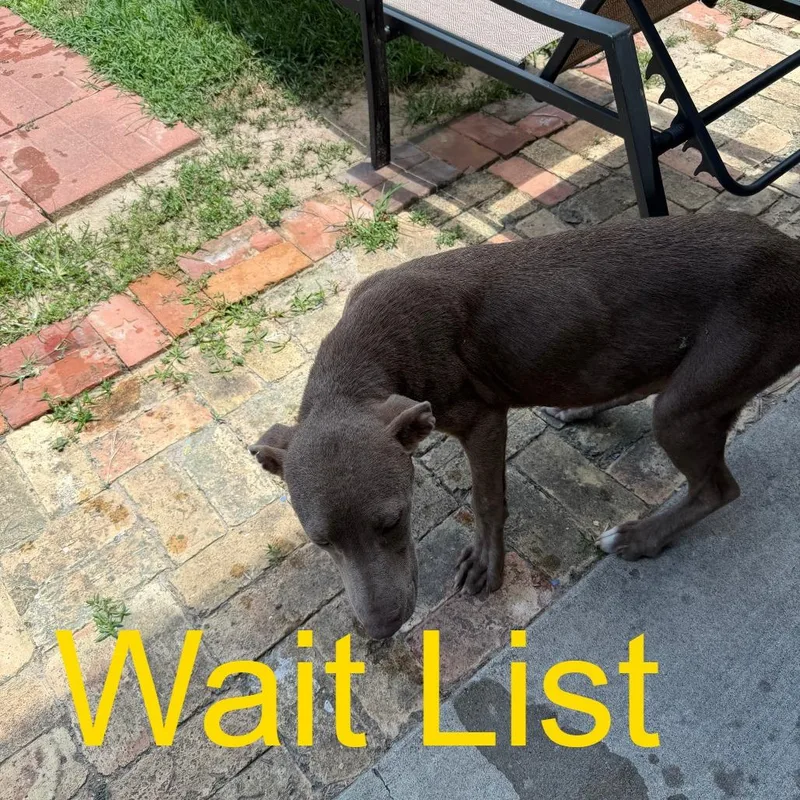 A young medium-sized male Gray / Blue / Silver Weimaraner dog named Brownie for adoption in Livingston, TX