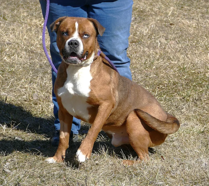 An adult medium-sized male Brown / Chocolate Pit Bull Terrier dog named Argo for adoption in Beechbottom, WV