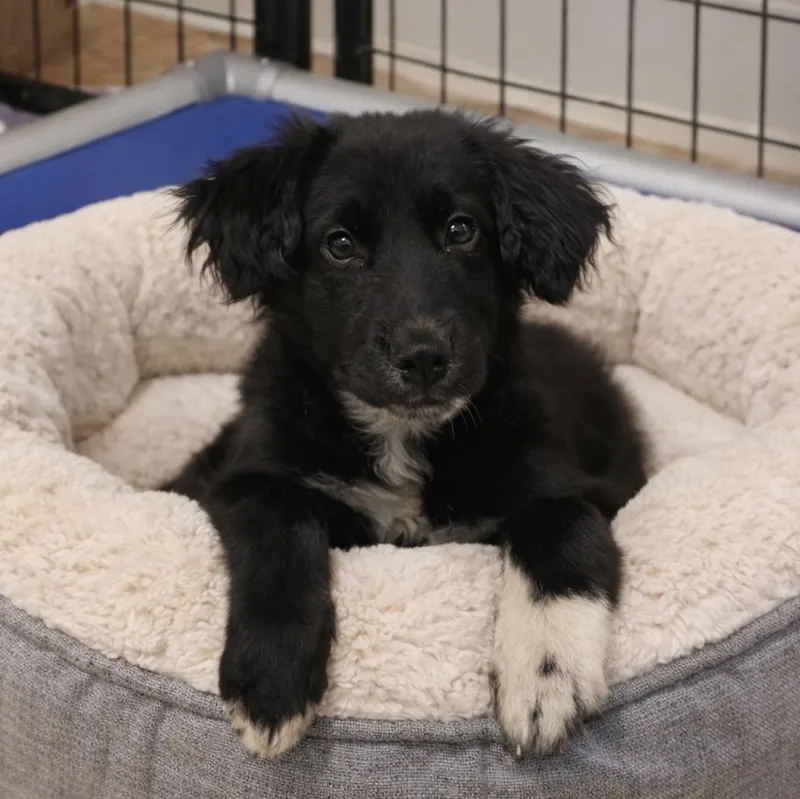 A baby medium-sized female Black Mixed Breed dog named Annabel for adoption in Cranston, RI