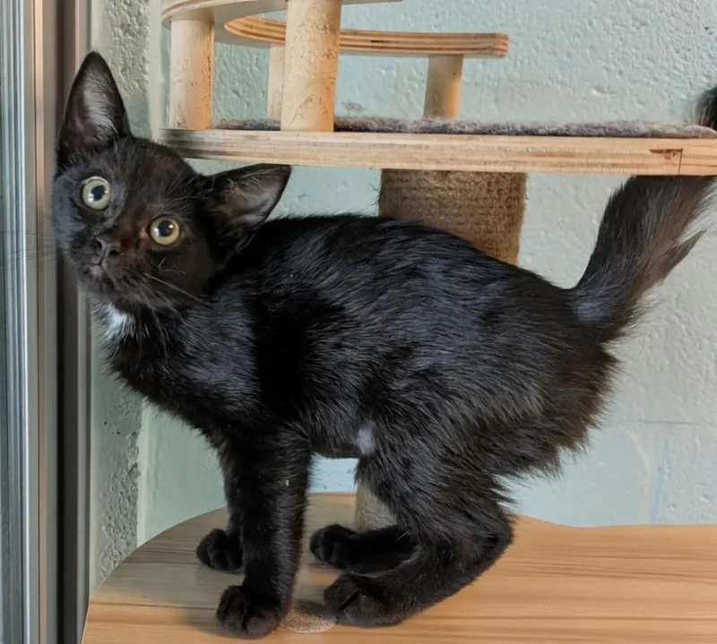 A baby small-sized female Domestic Short Hair cat named Fable for adoption in Cape Coral, FL