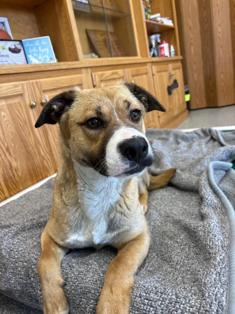 A young medium-sized female Hound dog named Abby for adoption in Findlay, OH