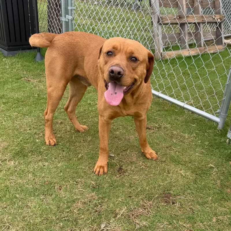 A young large-sized male Mastiff dog named Red for adoption in Glen Rose, TX