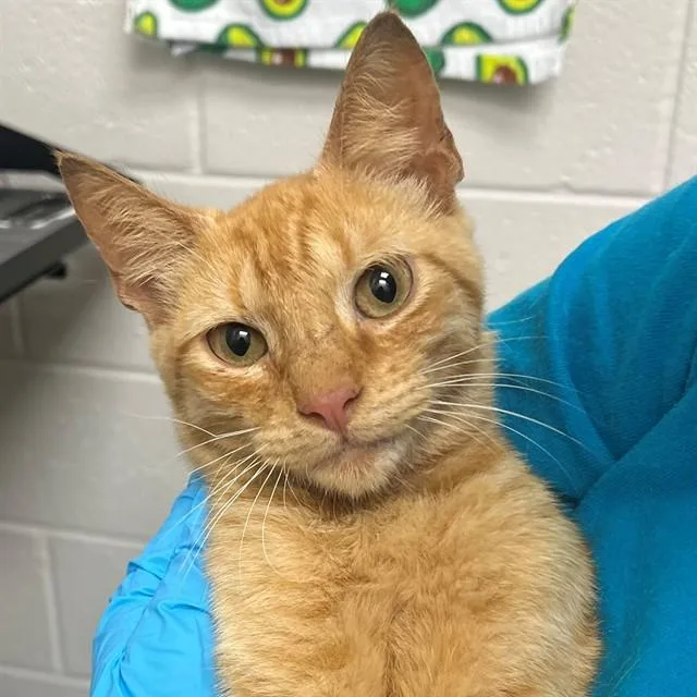 A baby small-sized male Domestic Short Hair cat named Pine for adoption in Naples, FL