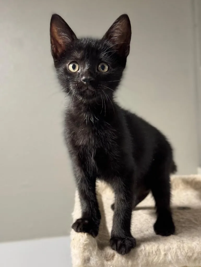 A baby small-sized male Domestic Short Hair cat named Waffles for adoption in Canyon Lake, TX