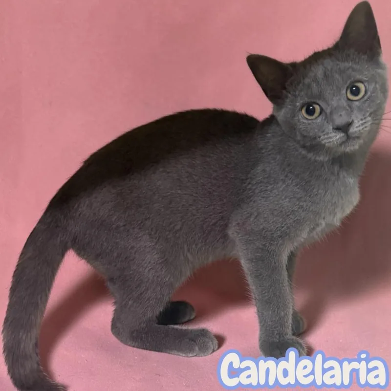 Candelaria thumbnail 2