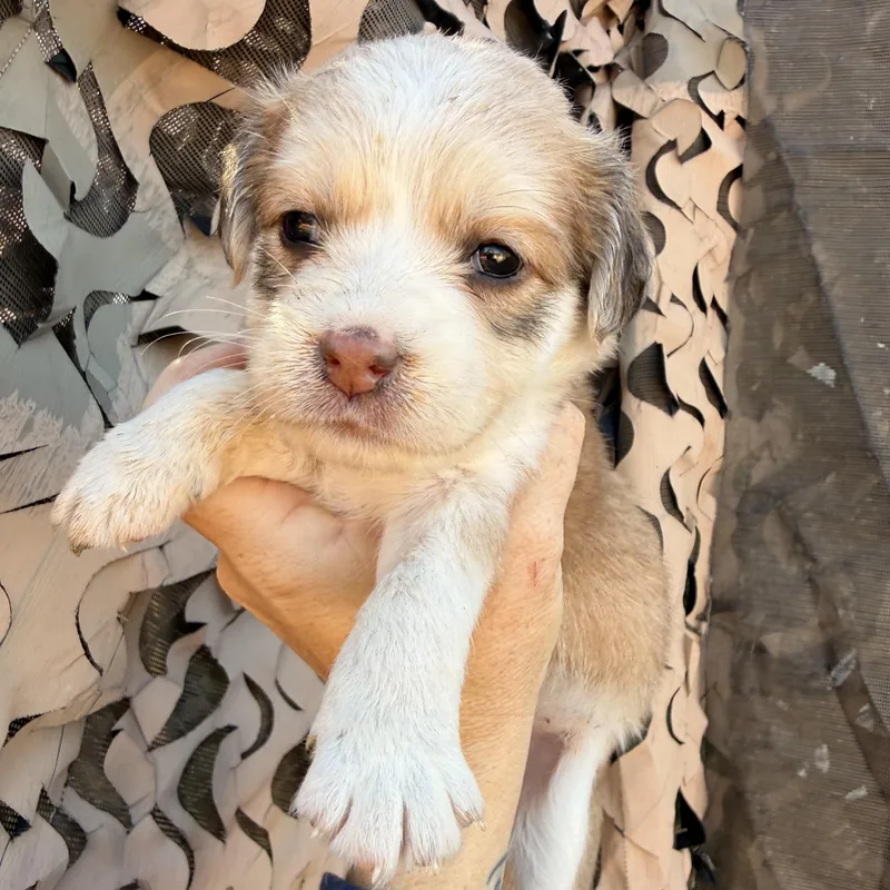 A baby medium-sized female Brown / Chocolate Mixed Breed dog named Bass for adoption in Columbia, SC
