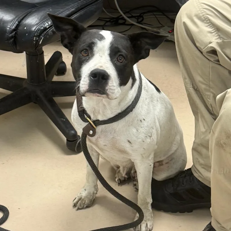 An adult medium-sized female White / Cream Pit Bull Terrier dog named Moomoo for adoption in Pine Bluff, AR