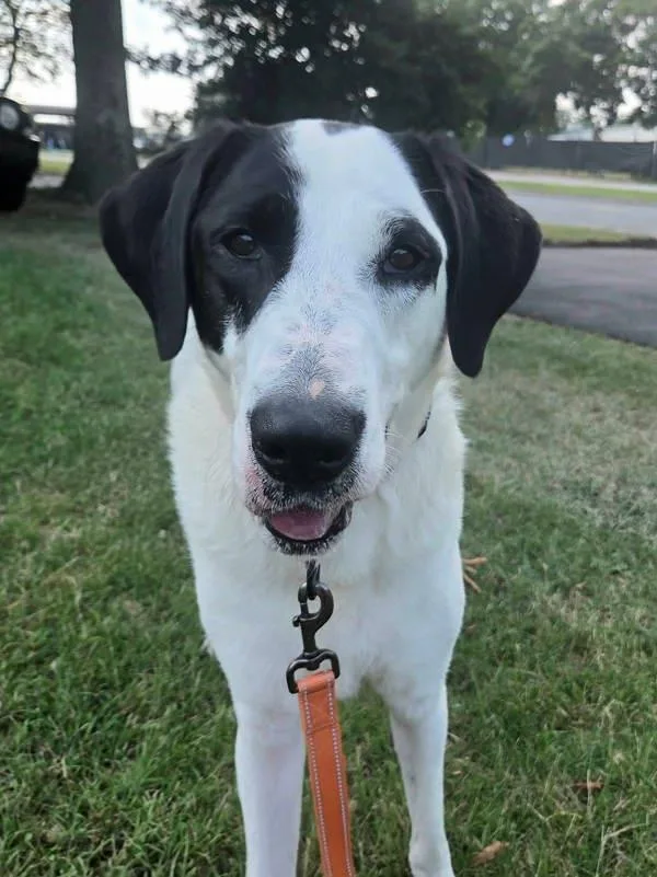 An adult large-sized female Great Dane dog named Mahina for adoption in Millersville, MD