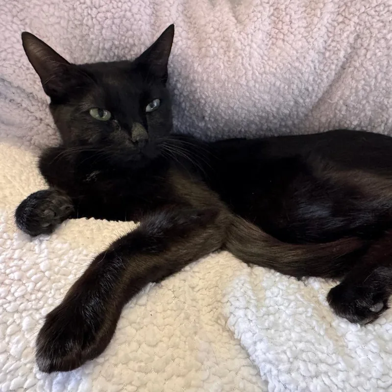 An adult medium-sized female Black Domestic Short Hair cat named Sammy for adoption in League City, TX