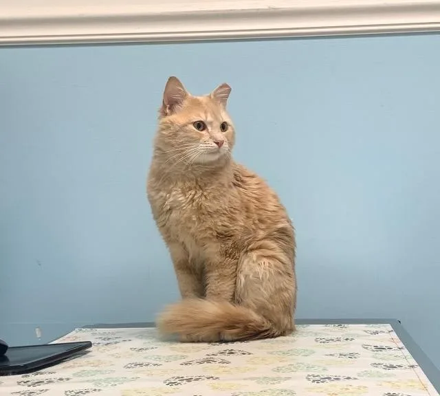 A young medium-sized male Domestic Medium Hair cat named Antonio for adoption in Pawtucket, RI