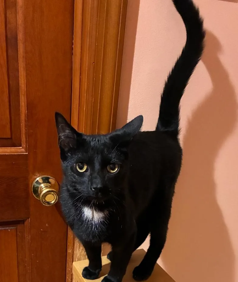 A young medium-sized male Black Domestic Short Hair cat named Spunky for adoption in Spotswood, NJ