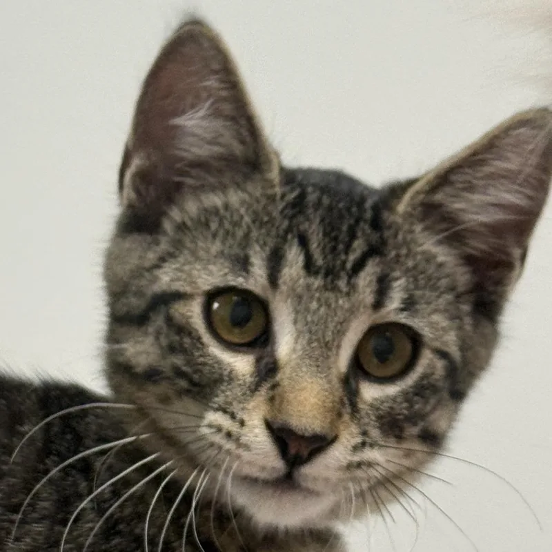 A baby small-sized male Black Domestic Short Hair cat named Austin for adoption in Falls Church, VA