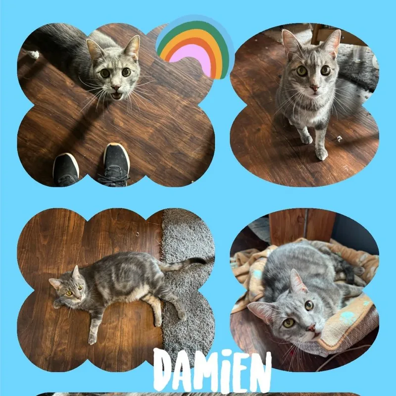 Damien thumbnail 3
