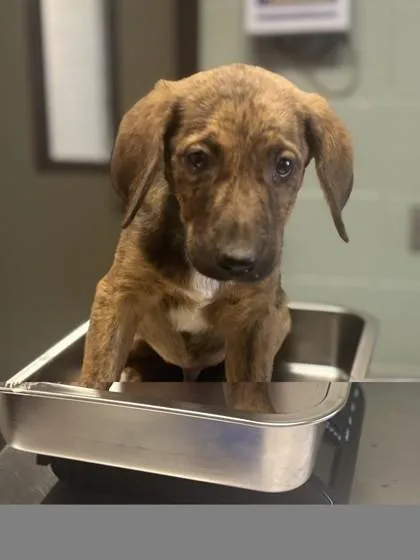 A baby medium-sized male German Shepherd Dog dog named Samuel Black for adoption in Red Bluff, CA