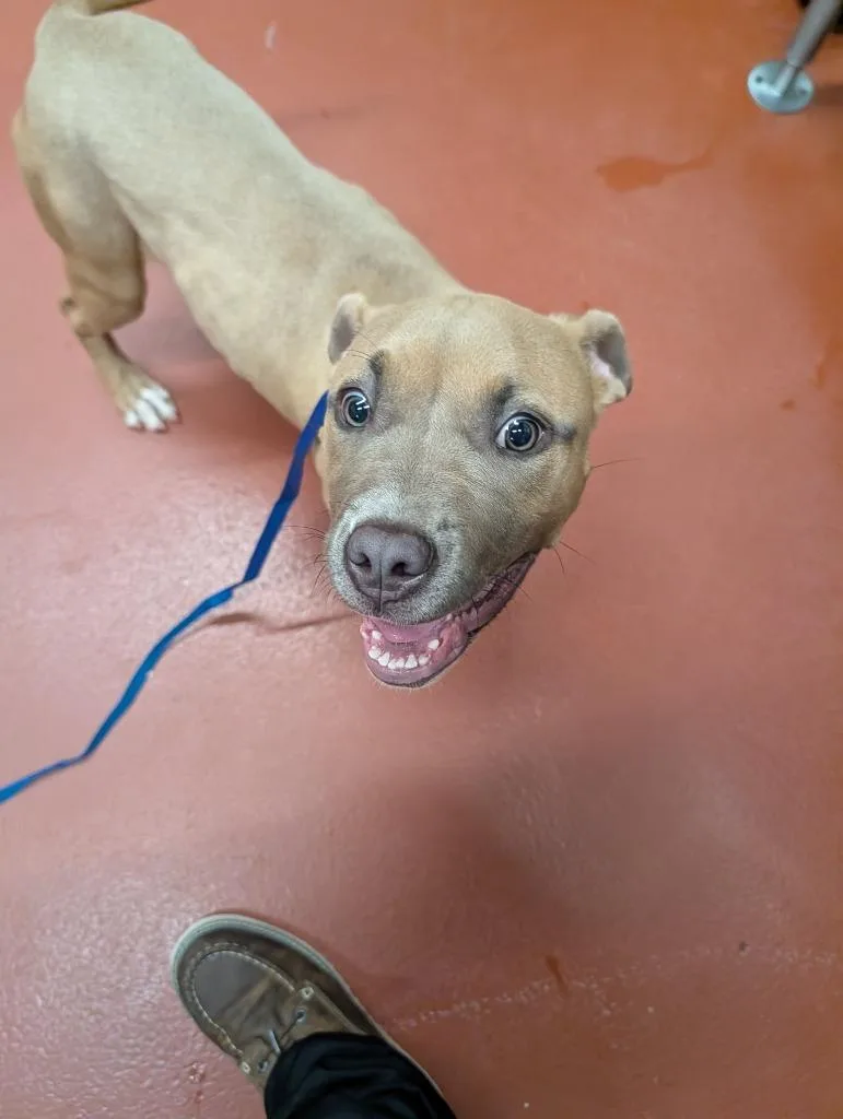 A baby medium-sized female Mixed Breed dog named Freya for adoption in Douglasville, GA