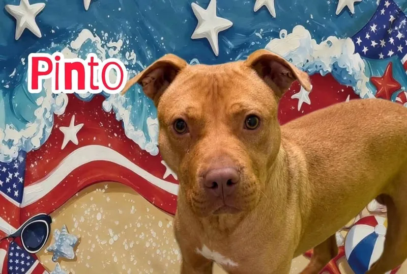 An adult medium-sized male Yellow / Tan / Blond / Fawn Mixed Breed dog named Pinto for adoption in Flint, MI