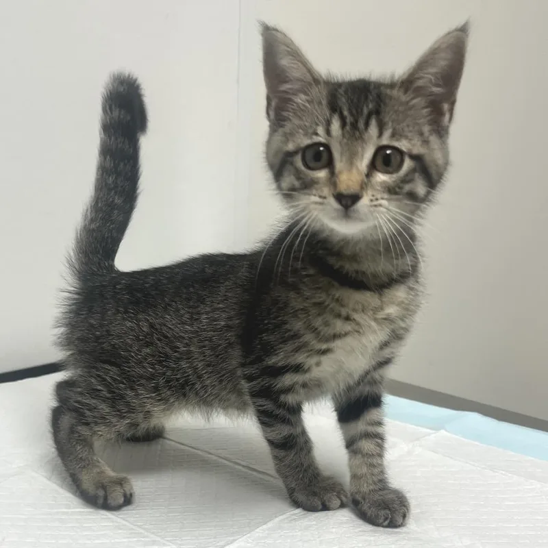 A baby small-sized female Gray / Blue / Silver Domestic Short Hair cat named Madison for adoption in Nashville, TN