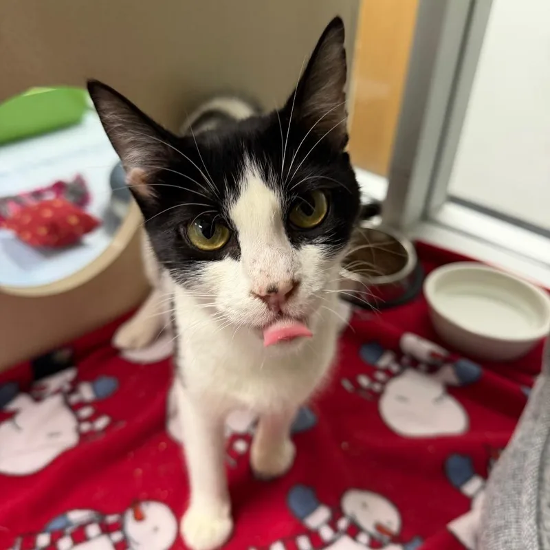 An adult medium-sized female Black & White / Tuxedo Domestic Short Hair cat named Elsa for adoption in Dickinson, TX