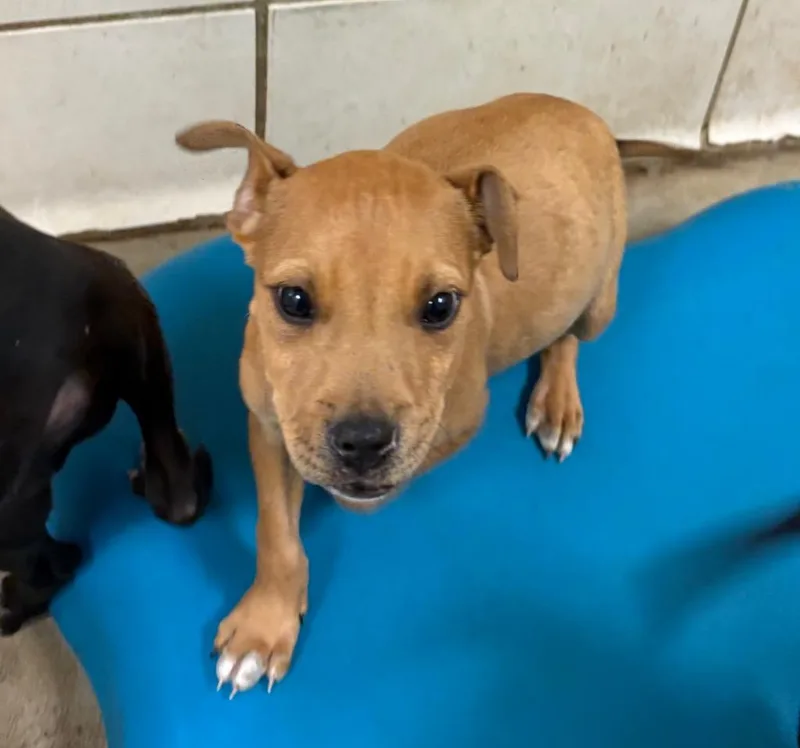 A baby small-sized male Mixed Breed dog named Sid for adoption in Bossier City, LA