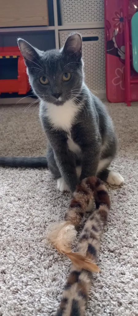 A baby small-sized male Domestic Short Hair cat named Thomas O'Malley for adoption in Minneapolis, MN