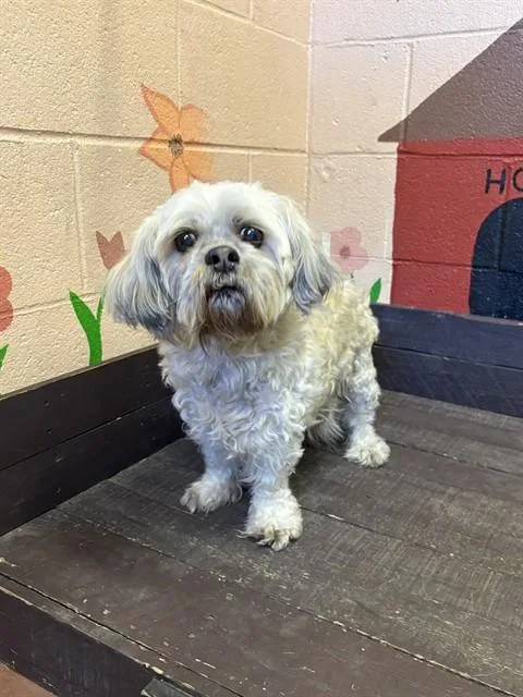 A senior small-sized female Shih Tzu dog named Sugar for adoption in Castaic, CA