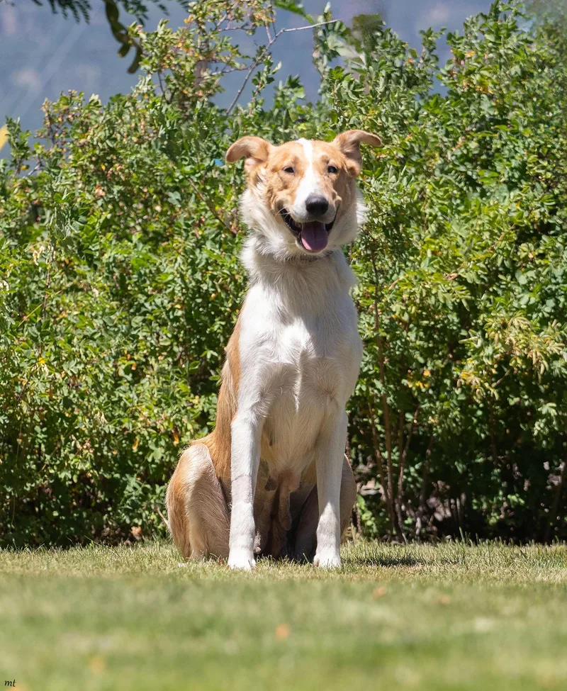 A young large-sized female Apricot / Beige Smooth Collie dog named Birdie for adoption in Washoe Valley, NV