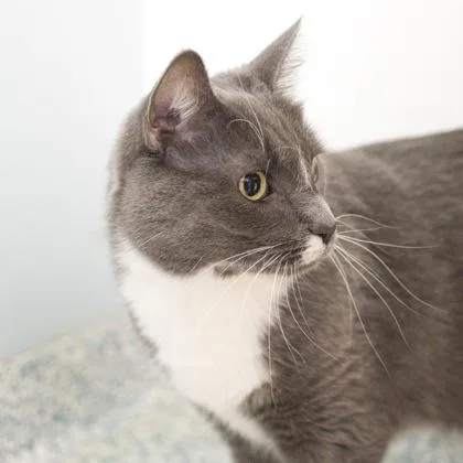 A young large-sized male Domestic Short Hair cat named Terrence for adoption in Verona, WI