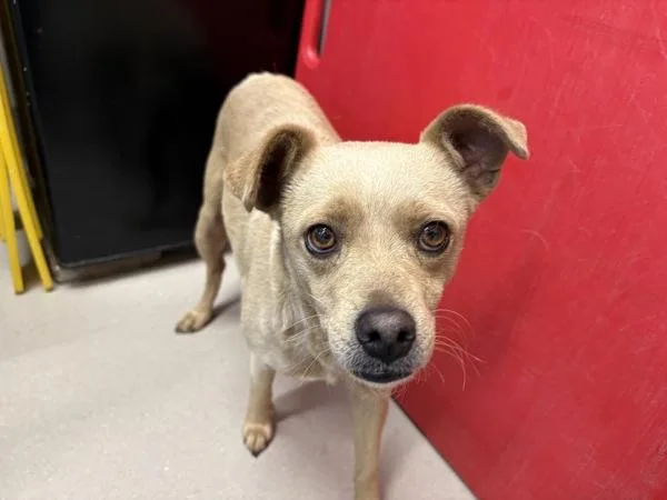 An adult small-sized female Chihuahua dog named Lovey for adoption in El Cajon, CA