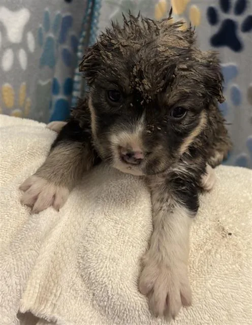 A baby small-sized female German Shepherd Dog dog named Evie for adoption in Rosenberg, TX