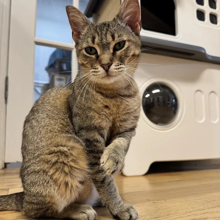 An adult small-sized female Domestic Short Hair cat named Sarah for adoption in Long Island City, NY