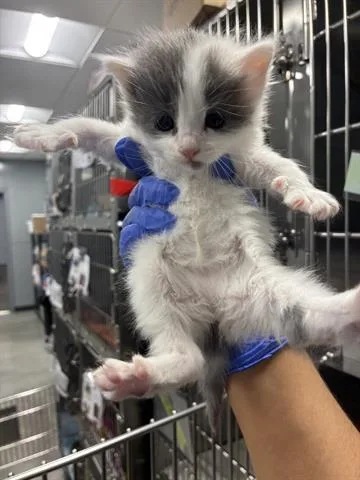 A baby small-sized female Domestic Medium Hair cat named Luna for adoption in San Martin, CA