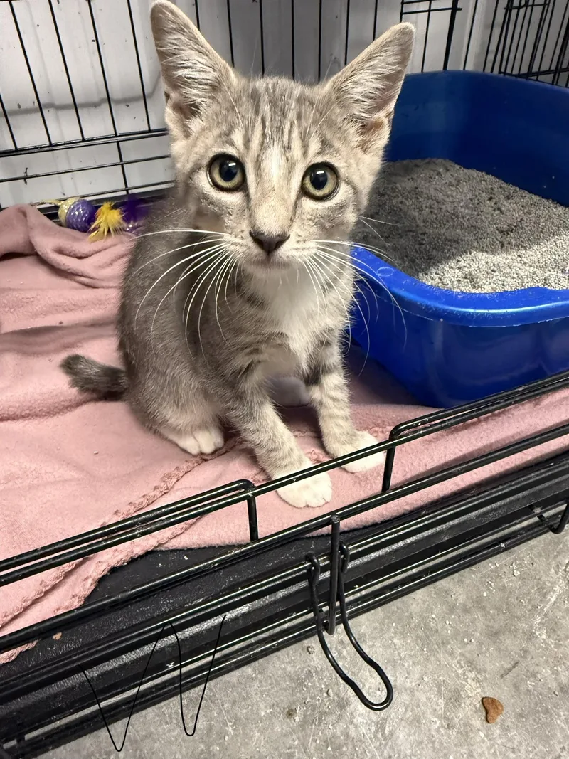 A baby medium-sized male Tabby (Gray / Blue / Silver) Domestic Short Hair cat named Walnut for adoption in Taylorsville, KY