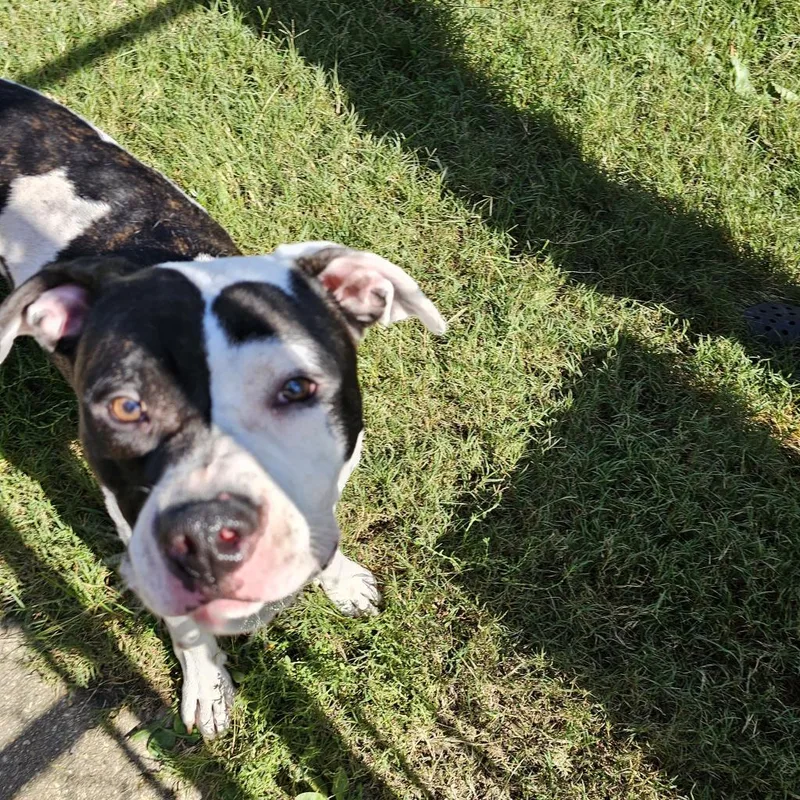An adult large-sized male White / Cream Pit Bull Terrier dog named Ned for adoption in Waldorf, MD