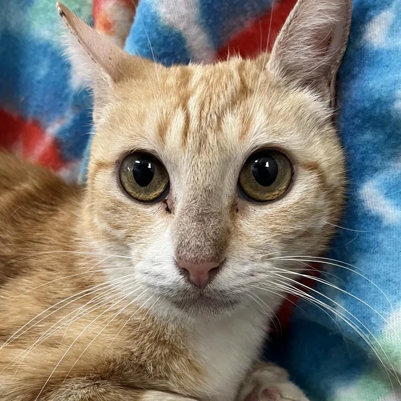 An adult medium-sized female Orange / Red Domestic Short Hair cat named Yucca for adoption in Eagle Mountain, UT