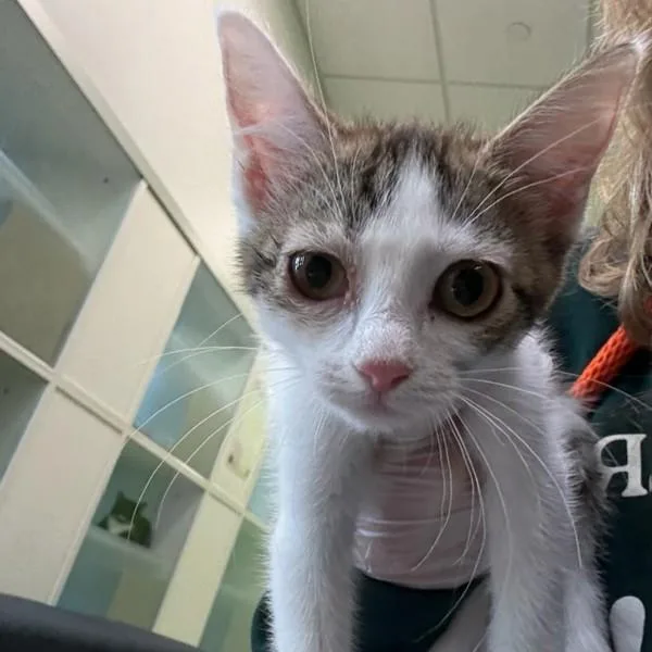 A baby small-sized male Domestic Short Hair cat named Josh for adoption in Des Moines, IA