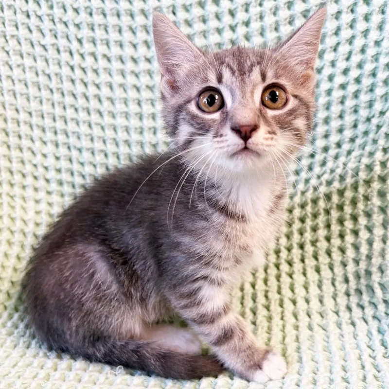A baby small-sized female Gray / Blue / Silver Domestic Short Hair cat named Day for adoption in Mount Juliet, TN
