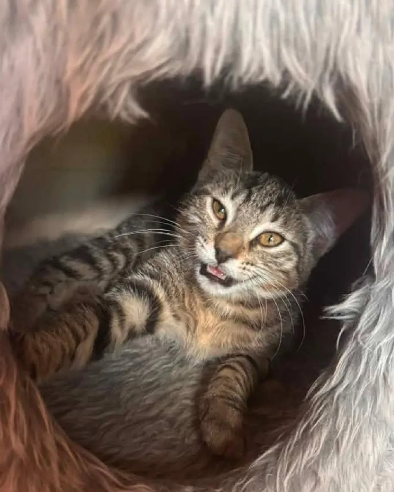 A young medium-sized male Tabby (Gray / Blue / Silver) Domestic Short Hair cat named Little John for adoption in Frisco, TX