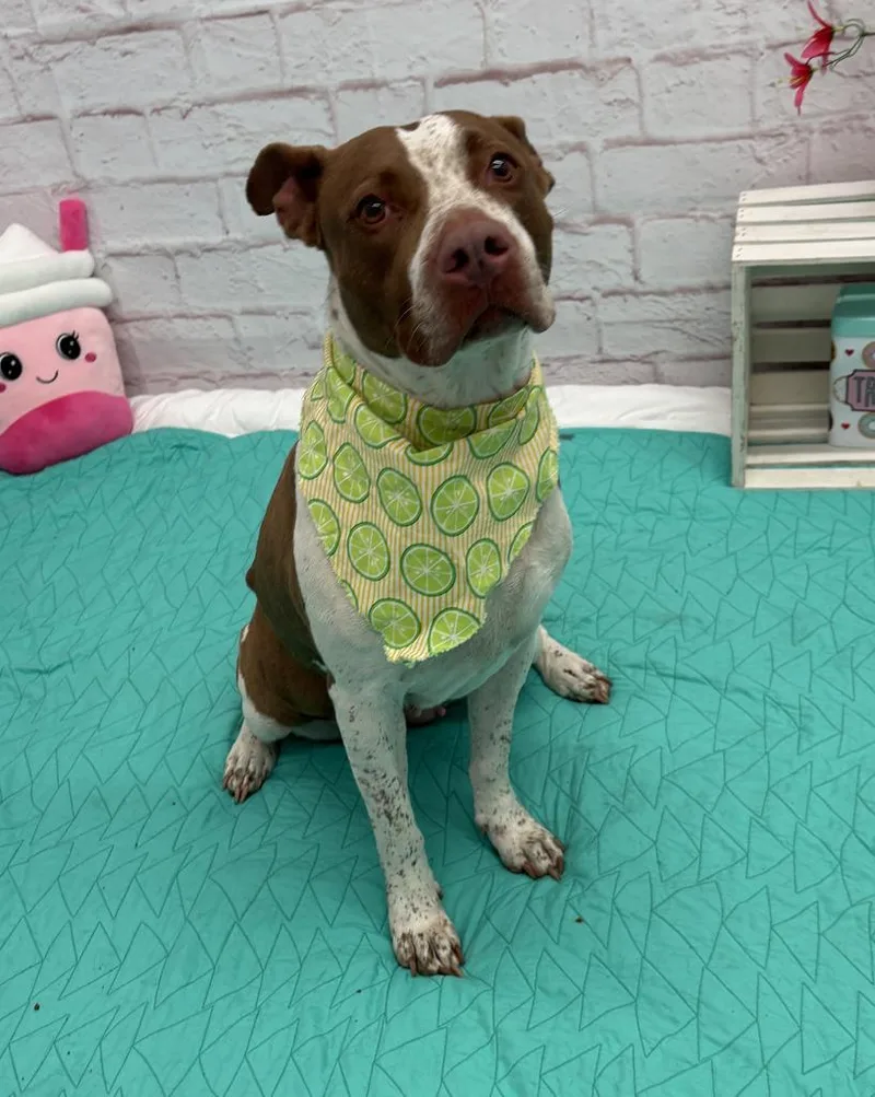 An adult medium-sized female Mixed Breed dog named Kiplie for adoption in Detroit, MI