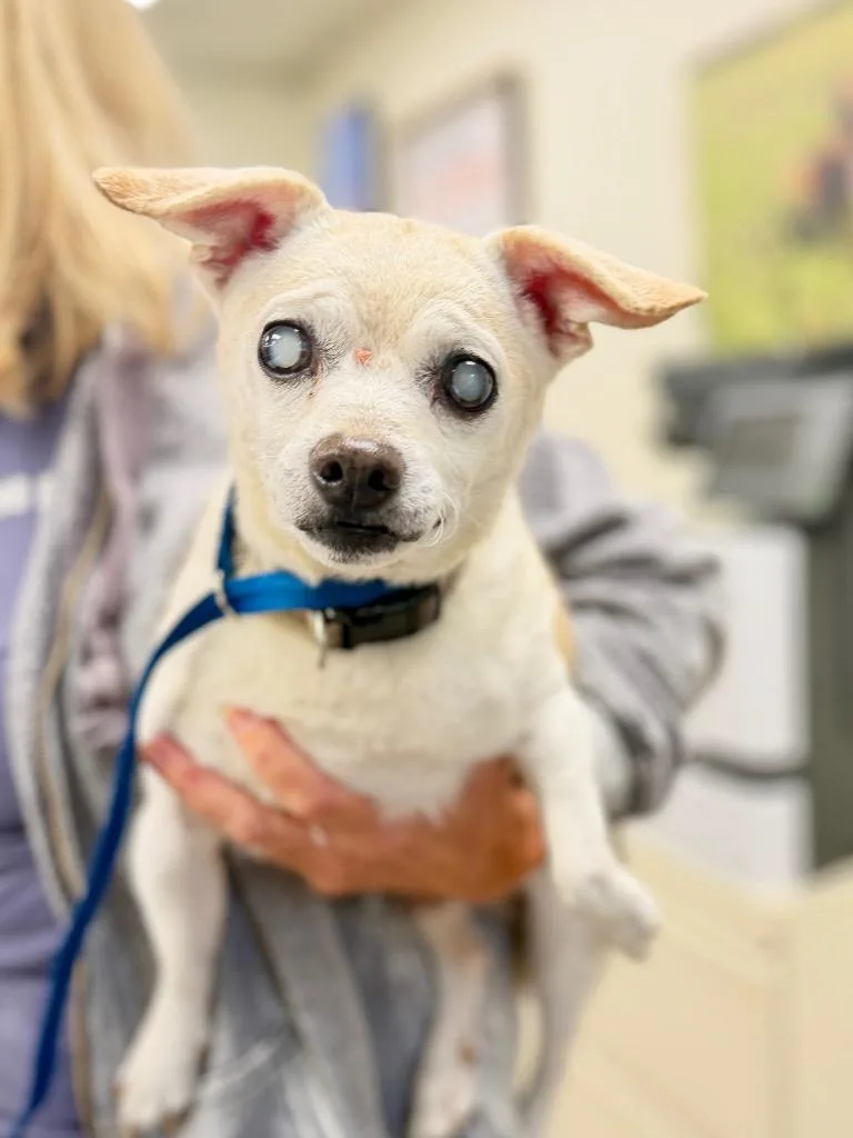 A senior small-sized male Rat Terrier dog named Cashew for adoption in Muskegon, MI