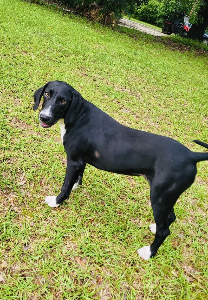 A baby medium-sized male Black Hound dog named Flick for adoption in Lucedale, MS