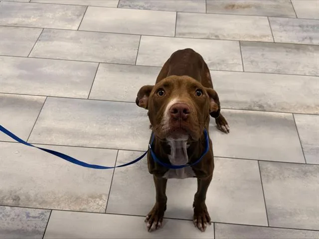 A young medium-sized male Pit Bull Terrier dog named Peanut for adoption in Charlotte, NC