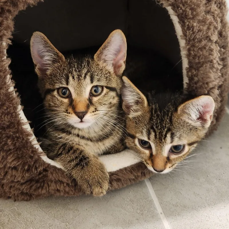 A baby medium-sized male Tabby (Brown / Chocolate) Domestic Short Hair cat named Eddie & Tania for adoption in Beltsville, MD