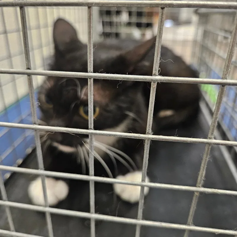 A young medium-sized female Black American Shorthair cat named Almond for adoption in Lake Jackson, TX