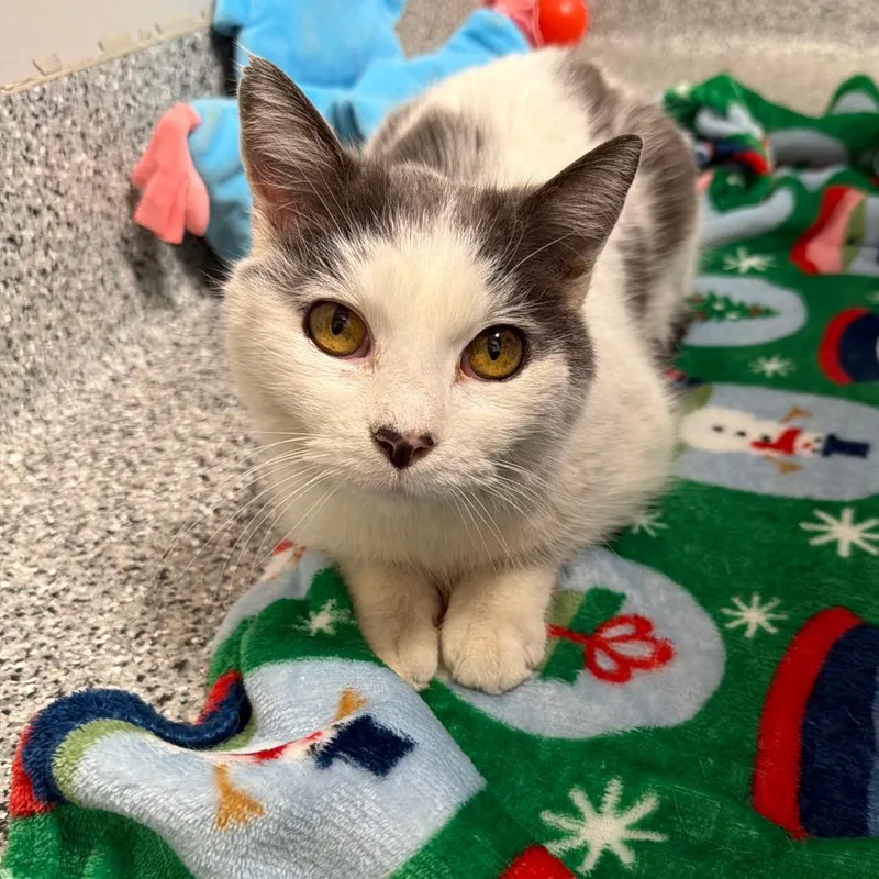 An adult medium-sized female White Domestic Short Hair cat named Peppercorn for adoption in Wichita, KS