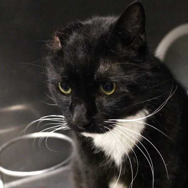 An adult medium-sized male Domestic Medium Hair cat named Vinny for adoption in Des Moines, IA