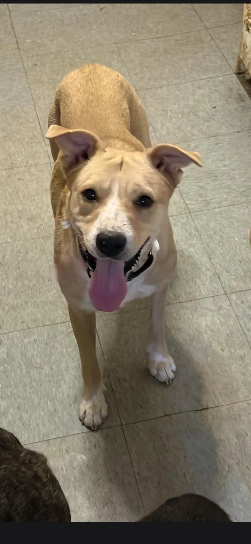 A young medium-sized female Yellow / Tan / Blond / Fawn Pit Bull Terrier dog named Mandy for adoption in Nyack, NY