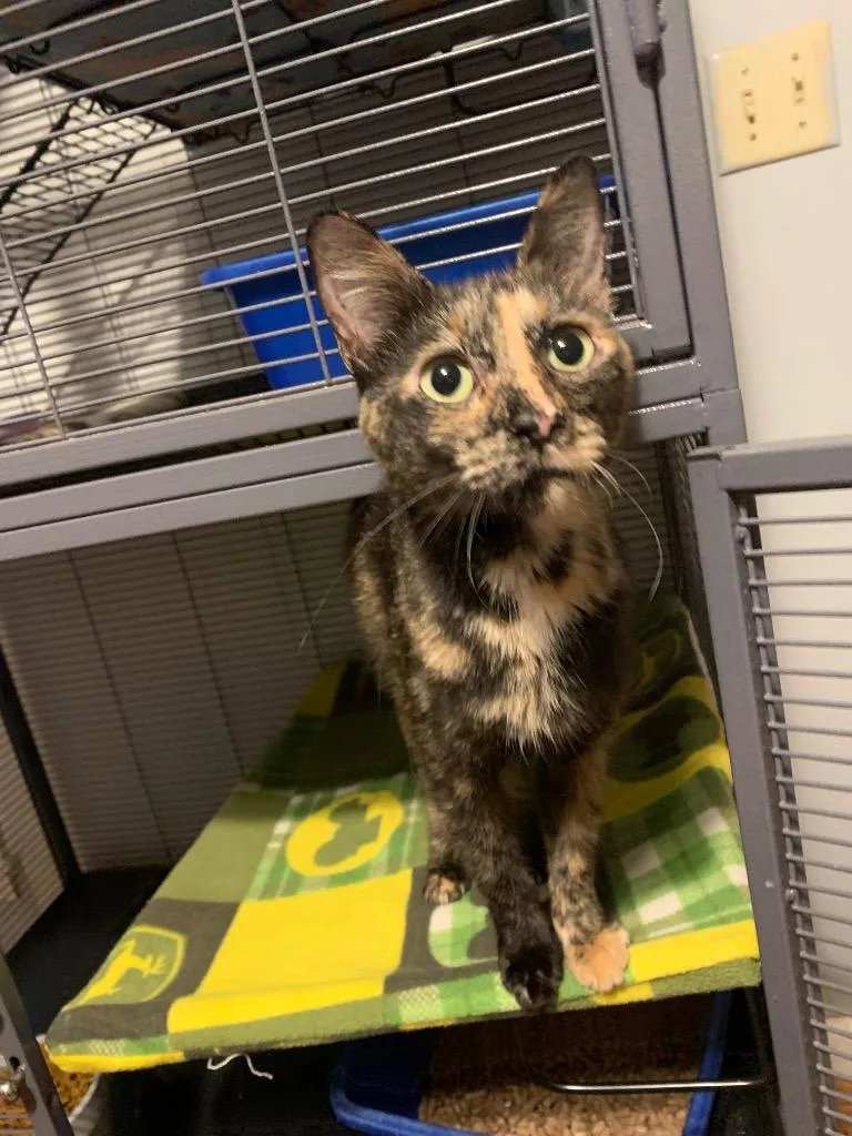 An adult medium-sized female Domestic Short Hair cat named Maple for adoption in Douglasville, GA
